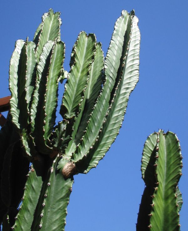 افوربیا اینگنس